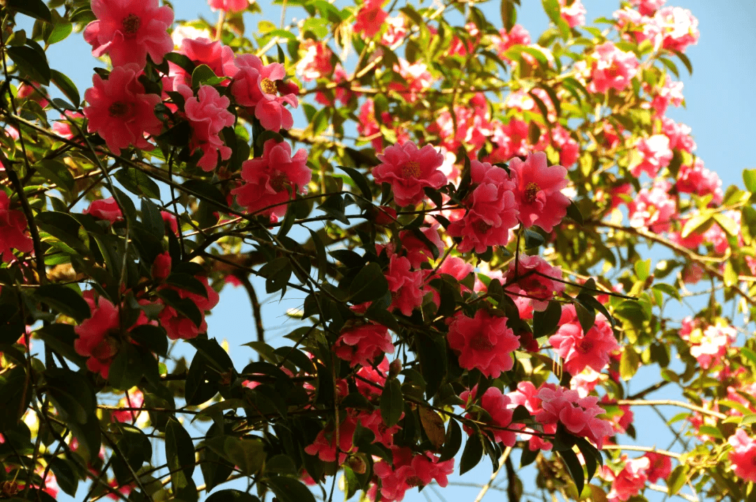 冬日|【和睦花开】马站乡和睦村——冬日里的一抹红光