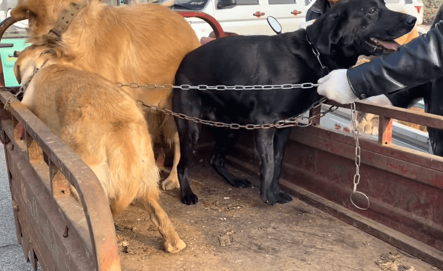 原创养殖户车上的金毛串串即将被卸磨杀驴狗狗被吓得缩成一团可还是