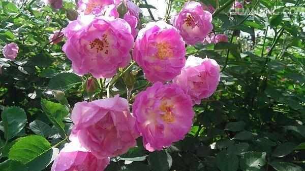 蔷薇花几月份种合适 71b377468ce14a919013d25f0d40e7c6.jpeg