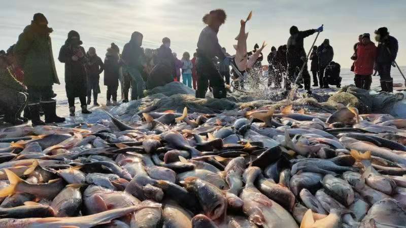 查干湖的鱼为何越捞越多？一条头鱼拍出300万，怎么这么值钱？