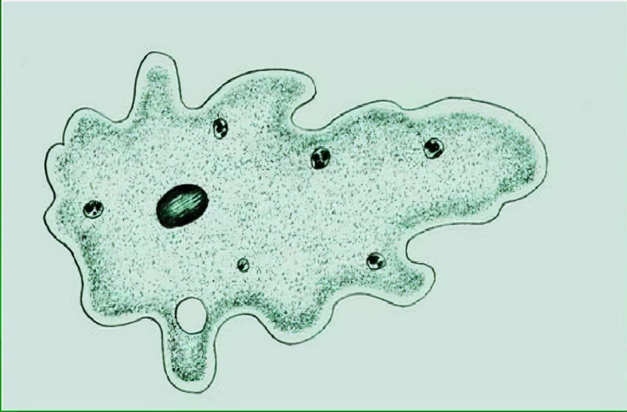 变形虫是真核生物吗图片