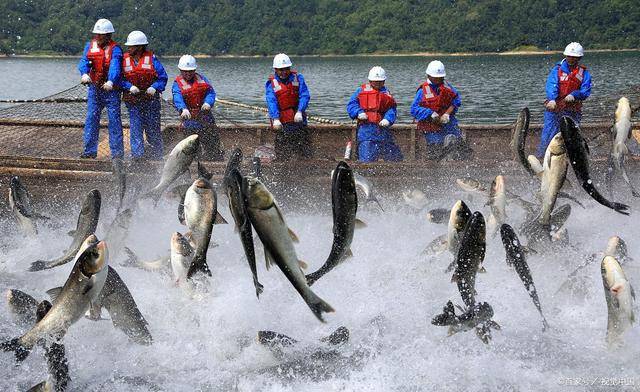 辣蓼草能醉鱼吗 2bdaa337bc6041b2bea99270392e31df.jpeg