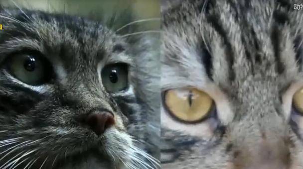 怎么看小猫几个月了图片 73142e8eea874b99af0f45f1e023c434.jpeg