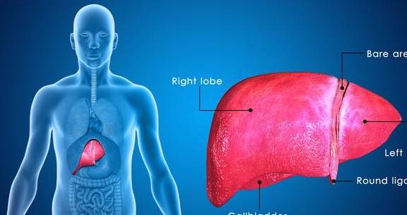 什么叫免疫性肝炎 8478cc0621a4435888269deade0ea8f6.jpeg