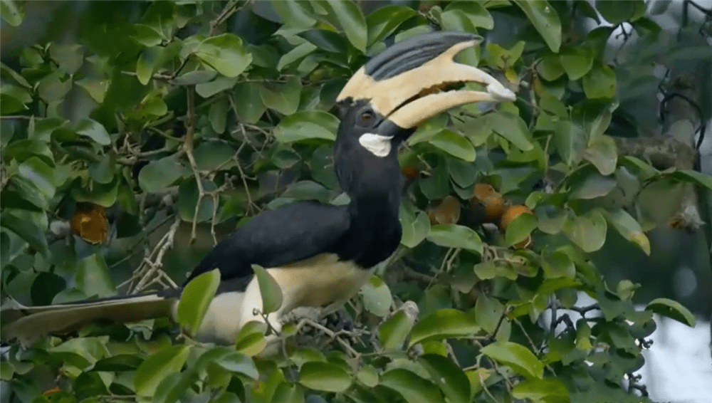 犀鸟|云南纳板河发现“大嘴鸟”，找到浆果向空中一抛，稳稳接住吞进肚