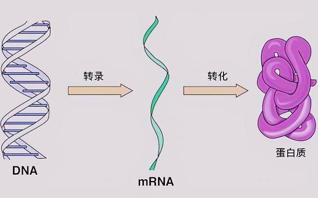 章魚應該來自外星？多個研究表明，科學家的懷疑或許是對的 科技 第8張