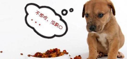 做法|饲养狗狗,这些做法对狗狗的伤害很大,很多饲主却还不知道!