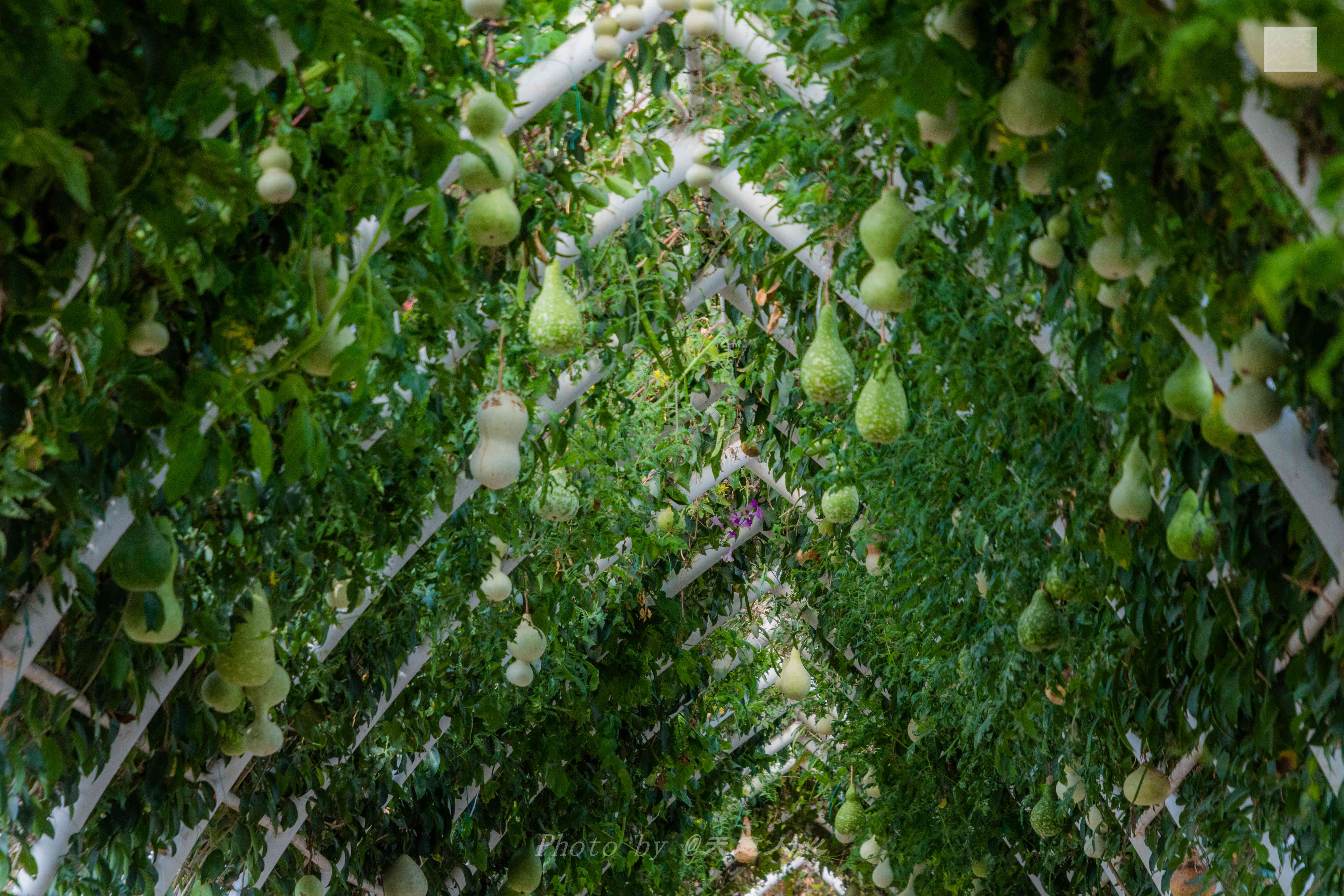 油菜花|假日游南沙，偶遇盛放的300亩油菜花