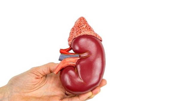 尿酸|肾结石是如何形成的？饮食应该注意什么？