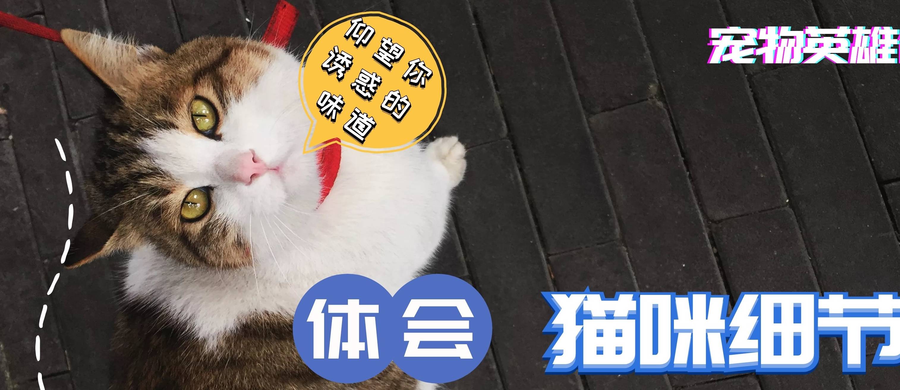 猫咪这四种流浪猫不需要救助，野外更适合它们，第一种会主动离开宠主