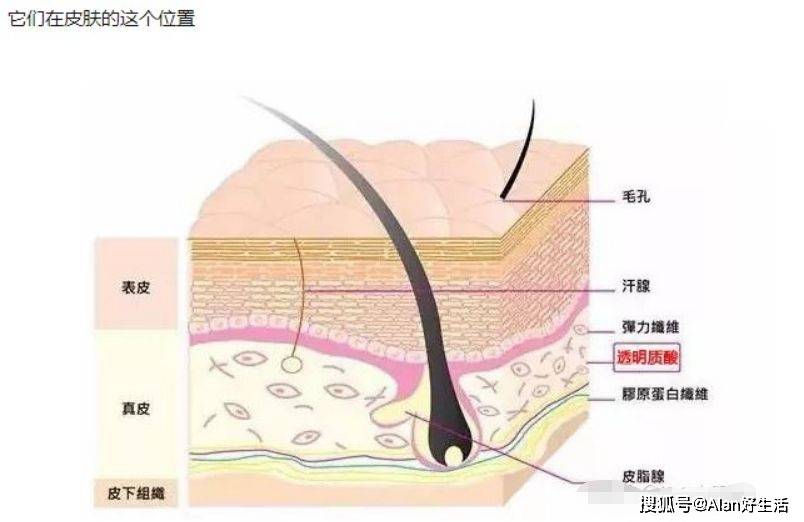 kiko护肤新手必看：VidaGlow营养师告诉你玻尿酸和胶原蛋白的那些事