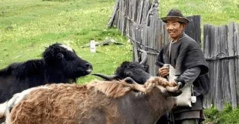 在川藏线上自驾游：撞死一头牦牛赔偿11万，一头香猪8000元