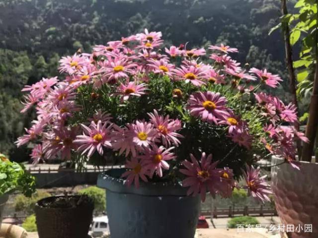 花椒适合在什么地方生长 1790f20be34c444f9503f1d05a71f4d0.jpeg