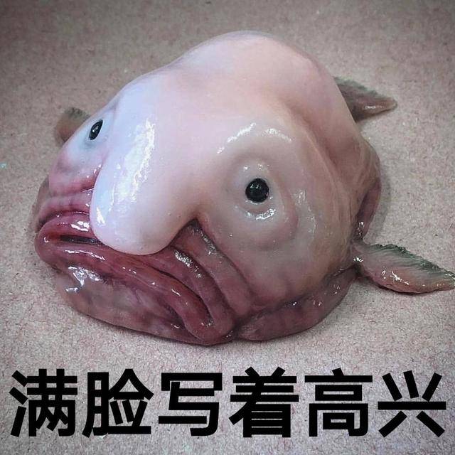 世界排名第一丑全身瘫软如行走的烂泥水滴鱼为何濒临灭绝