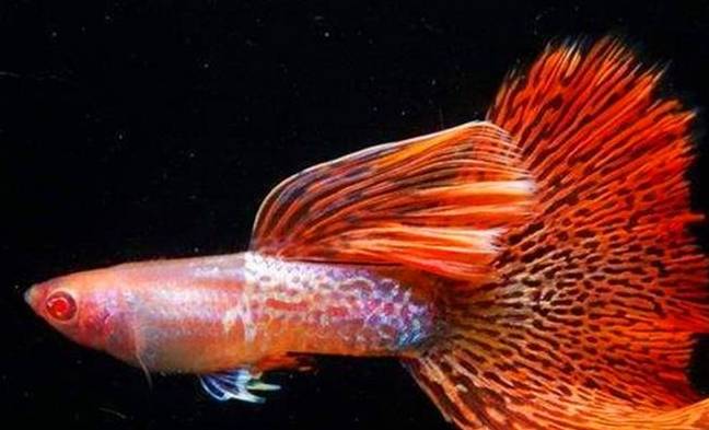 如何正确饲养孔雀鱼 71ed38f7f89c4d9087a34c19d17ec9c7.jpeg