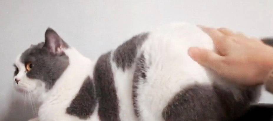 猫猫喜欢被摸尾巴吗 a8d0d543bd774cad80a08ae32bf7dfe1.jpeg