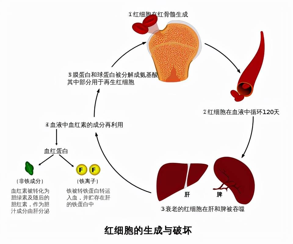 原创每秒破坏300万红细胞我国航天员太空工作6个月究竟该怎么办