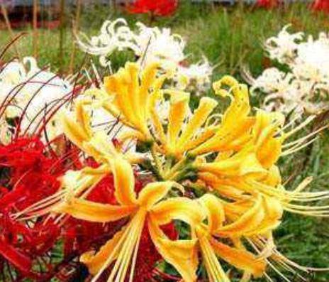 心理测试:三朵金花,哪一朵是真实存在的?