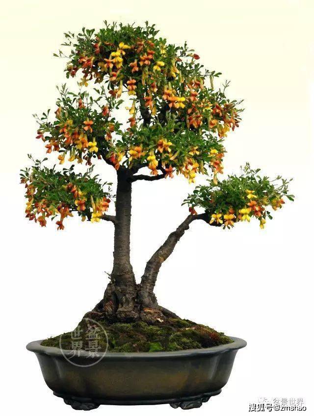 左宏发作品《金雀闹春》丨树高52cm▲付斌作品《舞春风》▲何继强