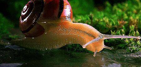 鲸鱼为什么长藤壶 864a45598b604609b6faf7df4be46470.jpeg