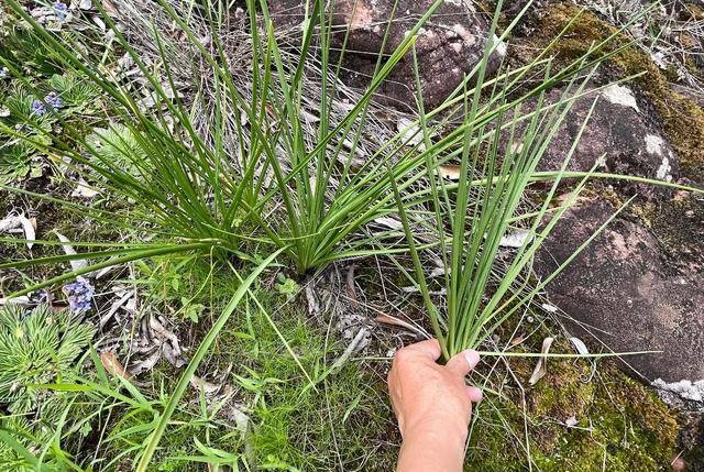 剑川|剑川马锅头：用驿站挖掘马帮文化，游客却说他最诱人的是马帮餐