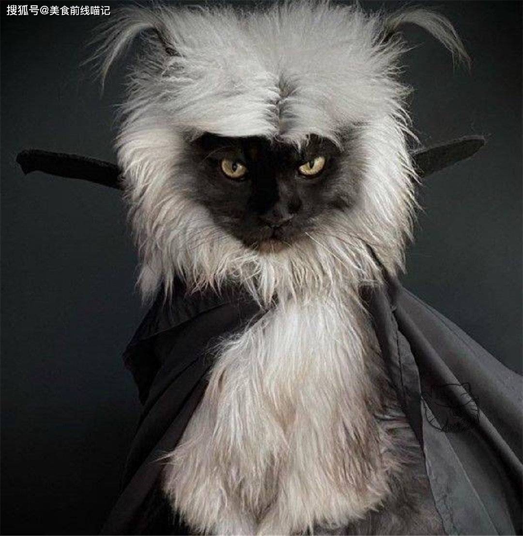 吸血鬼喵星人?法国的一只缅因猫火了,因为长相类似狐猴