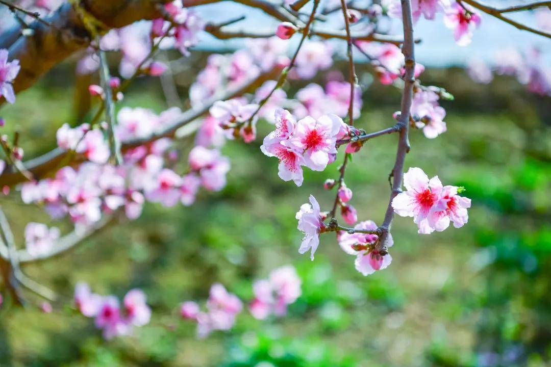 雍阳|赏花进行时：雍阳桃花开满乡村振兴之路