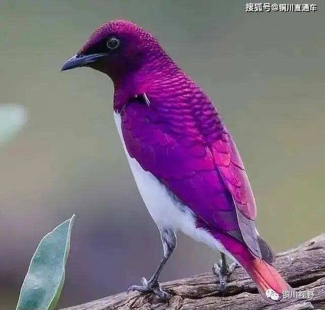 紫色长尾鸟图片