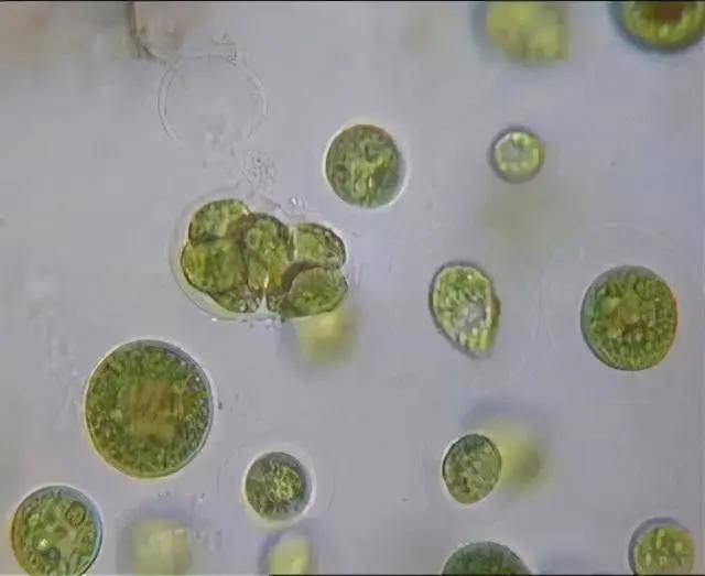 雨生红球藻虾青素一把打开抗氧化宝藏的金钥匙