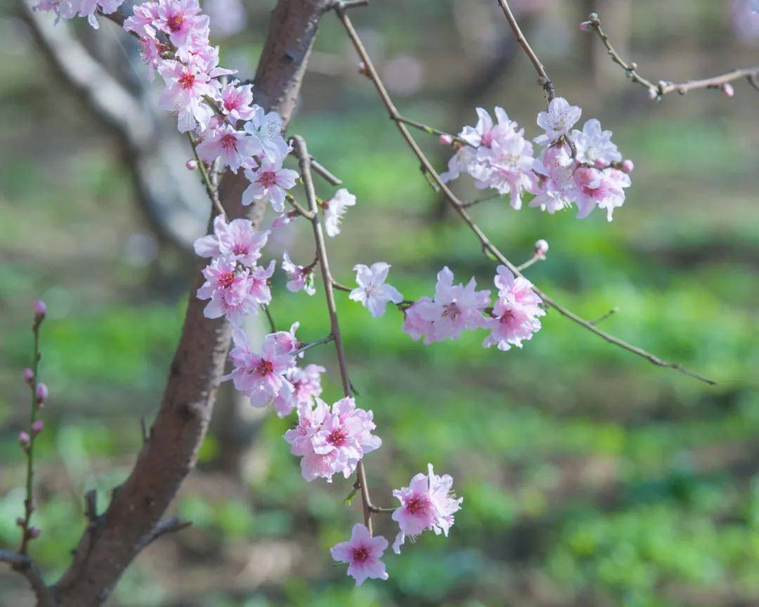 雍阳|赏花进行时：雍阳桃花开满乡村振兴之路