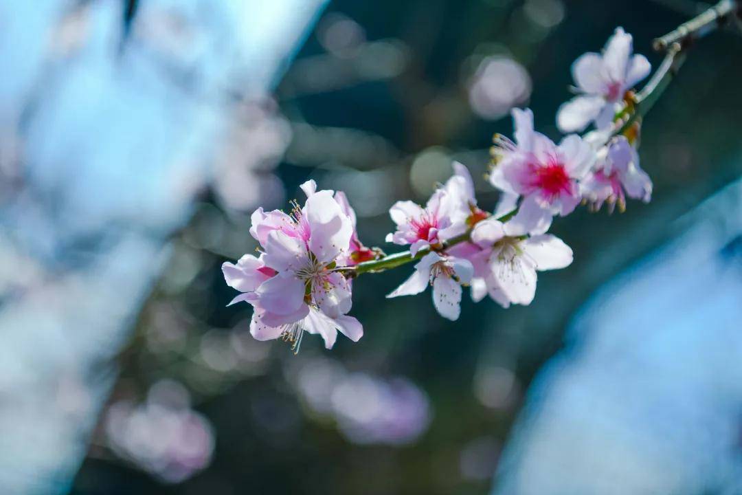 雍阳|赏花进行时：雍阳桃花开满乡村振兴之路