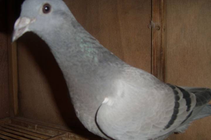 fcf8ee8f94f7498e8e93a65ab9a61b87.jpeg