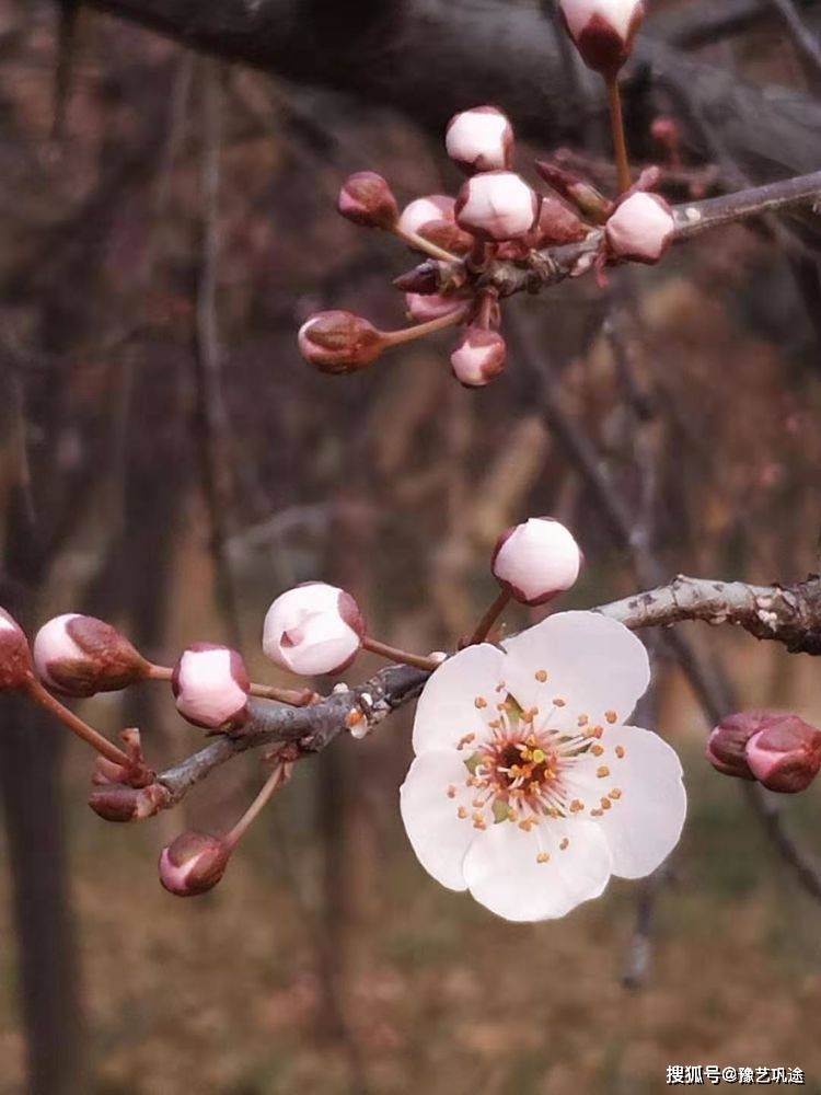 地点|诗图巩义 | 春天，等候你回来