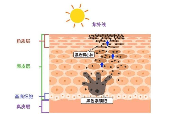 化妆品为什么女性30岁以后容易长斑，天肌雪3分钟给你答案