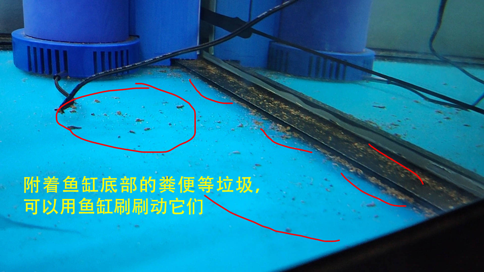 鱼缸换水的正确方法_水温_水量_水泵