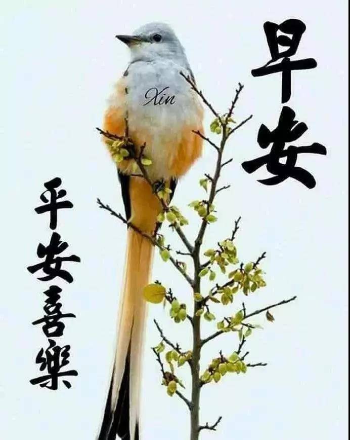 2月14日正月十四清晨早上好问候祝福动态表情图片 春天最新早安问候语