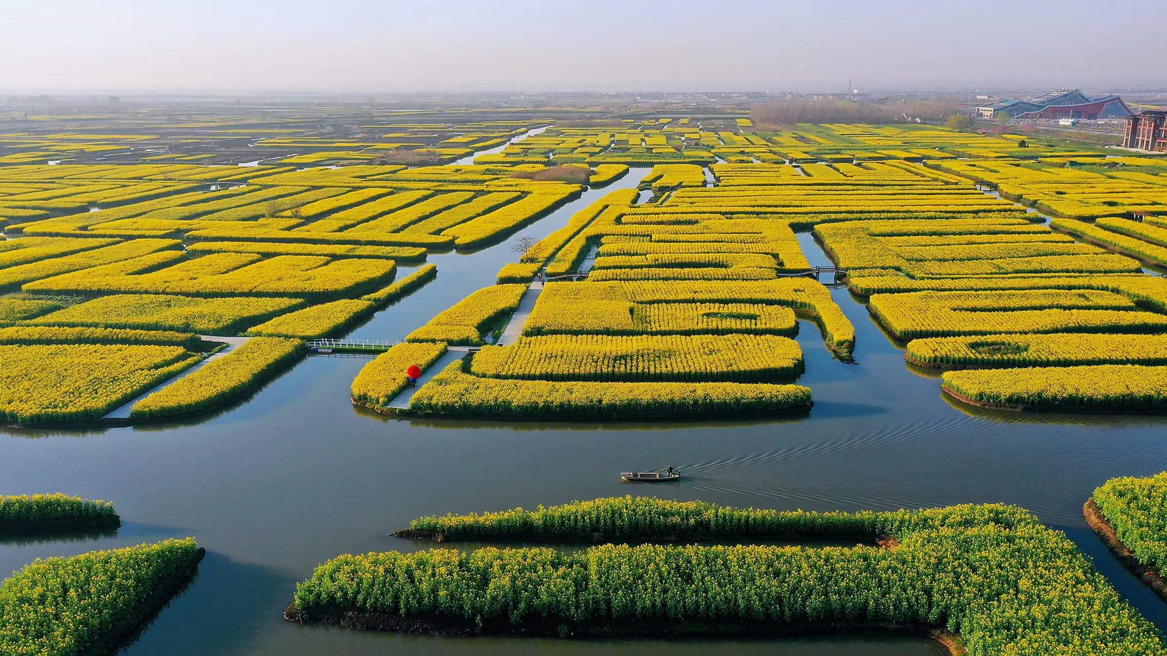 江苏水上油菜花田图片