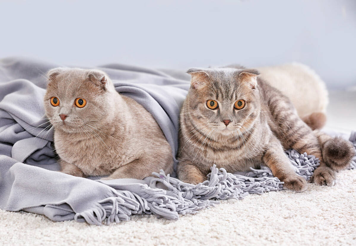 猫咪|宠物托运知识|新手经常 经常会犯错误的喂猫习惯！