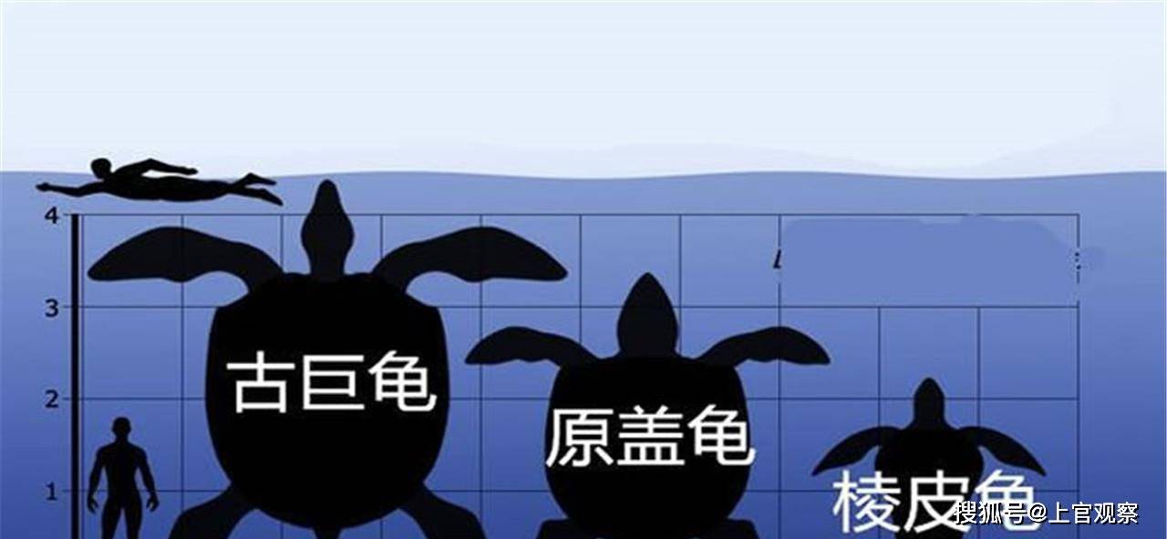 乌龟的龟壳为何会进化出来?只是为了自我保护?其实那是肋骨!