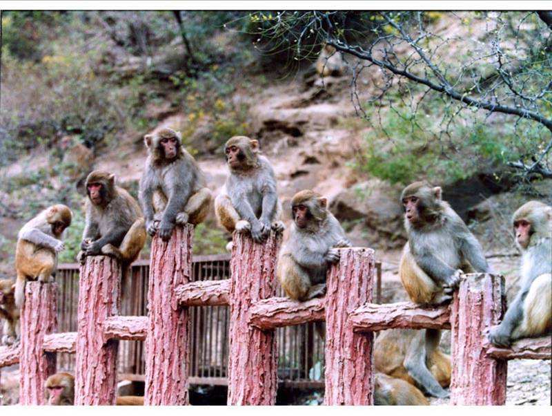 猴子_游客_小时候