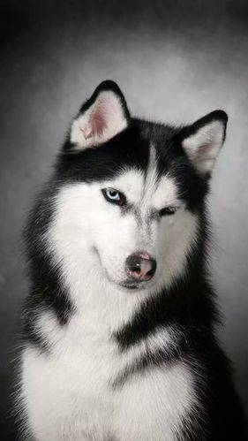 为什么有人喜欢养哈士奇 6a7bb342b109470e921e2c639c518b46.jpeg