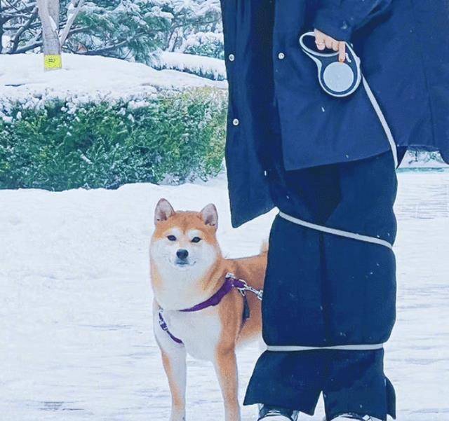 黑色 杨幂雪地遛狗，身穿万元外套，被狗绳拴住双腿