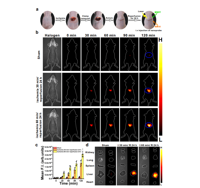 納米探針btpe-no2@f127通過nir-ii熒光成像在肝臟缺血-再灌注損傷小鼠