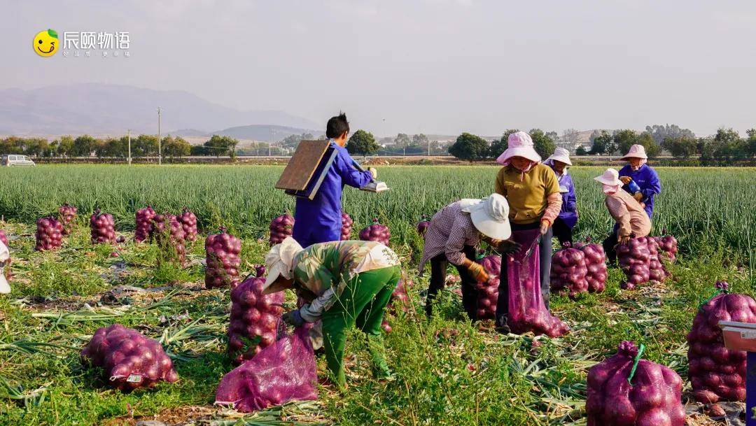 辰颐物语云南紫皮洋葱:辛辣带甜,好吃到"流泪"!_种植_人体_村民