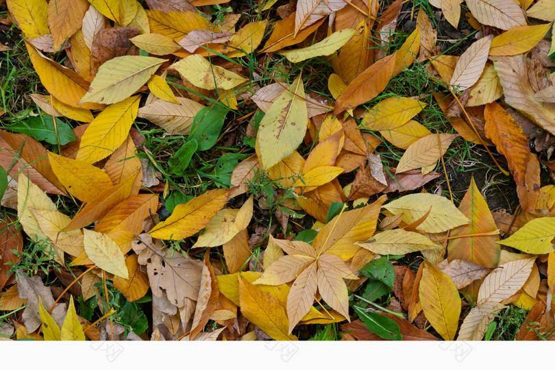 台湾特有蛇 游乐区发现菊池氏龟壳花 剧毒且无血清 有多危险 因为 眼睛 蛇毒