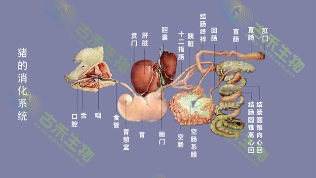 猪粉肠解剖图图片
