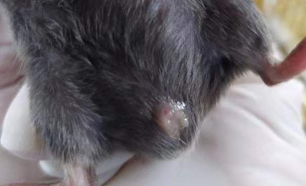 看看小鼠不生有哪些原因