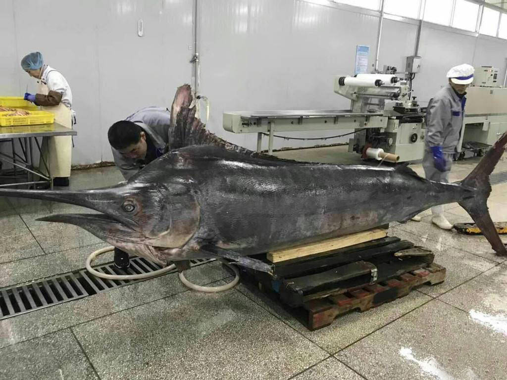 剑鱼:执利剑闯怒海,刺穿55厘米船板,连鲨鱼和人类也不放在眼里_猎物