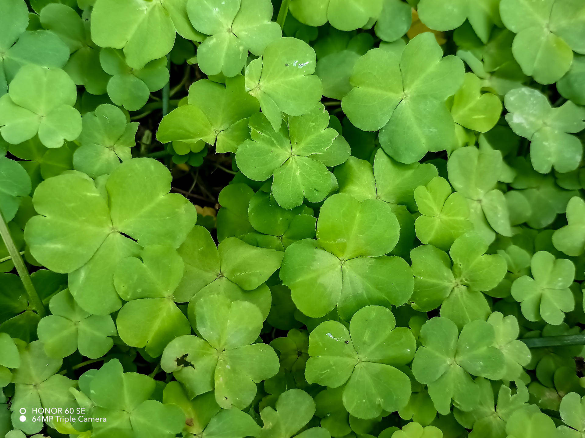 2000元的机，5000元的屏？荣耀60 SE轻体验