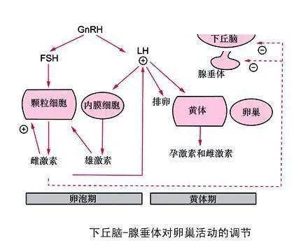 治疗|riri爱情事业双丰收的同时，还美美当辣妈了